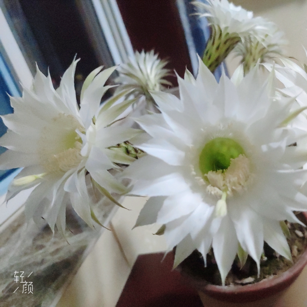 爱吃黑椒口蘑的聚光灯