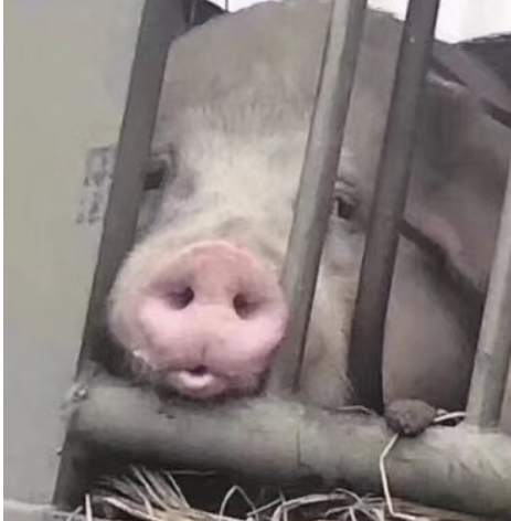 寂寞的红烧肥肠TuT