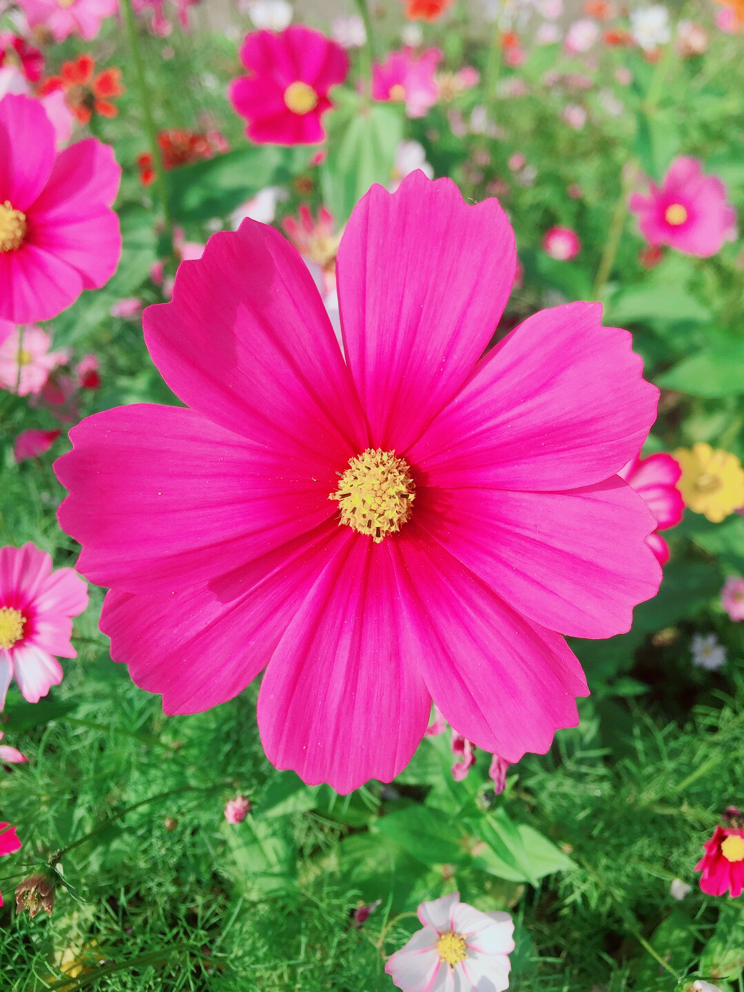 豆绿的草蚂蚱莲