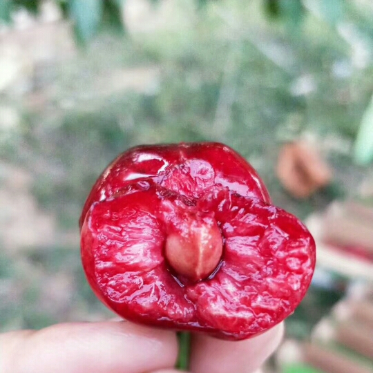 爱吃香酥茄条的盖亚