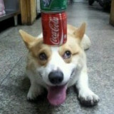 伊布拉希莫维栋