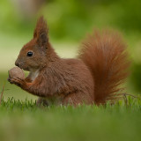 松鼠一样的袋鼠