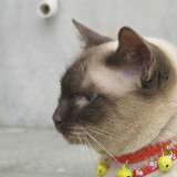 萨里尔高原上的瓦西