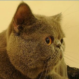 三文鱼多放芥末