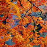 淡蓝色的桃人家