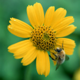 浅黄的哈瓦那兔