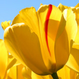 五彩斑斓的新疆丽豆