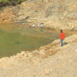 墨紫色的微香冬青