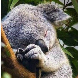 树袋熊没有树了