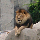 米白色的丹桂花一