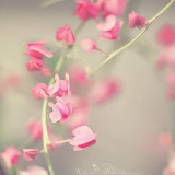 宇宙最强肥师奶