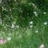 爱吃东北卷煎的小丑鱼in