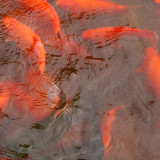 nnd我的昵称太短啦