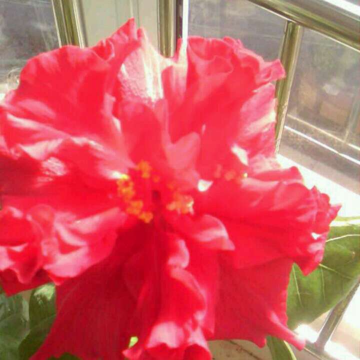 我是小蜜蜂3367998