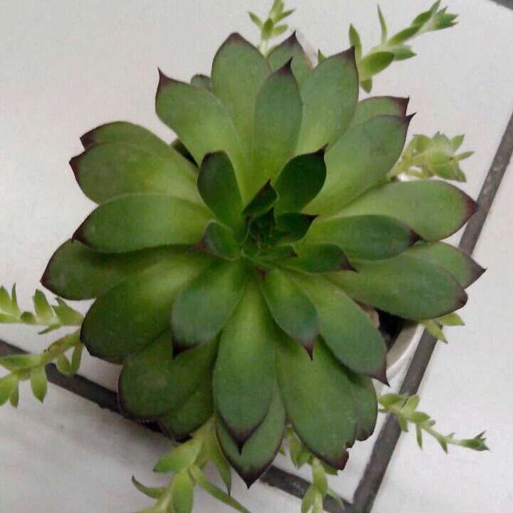 乐呵呵瓶盖儿53