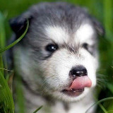 猴子请来的小师弟