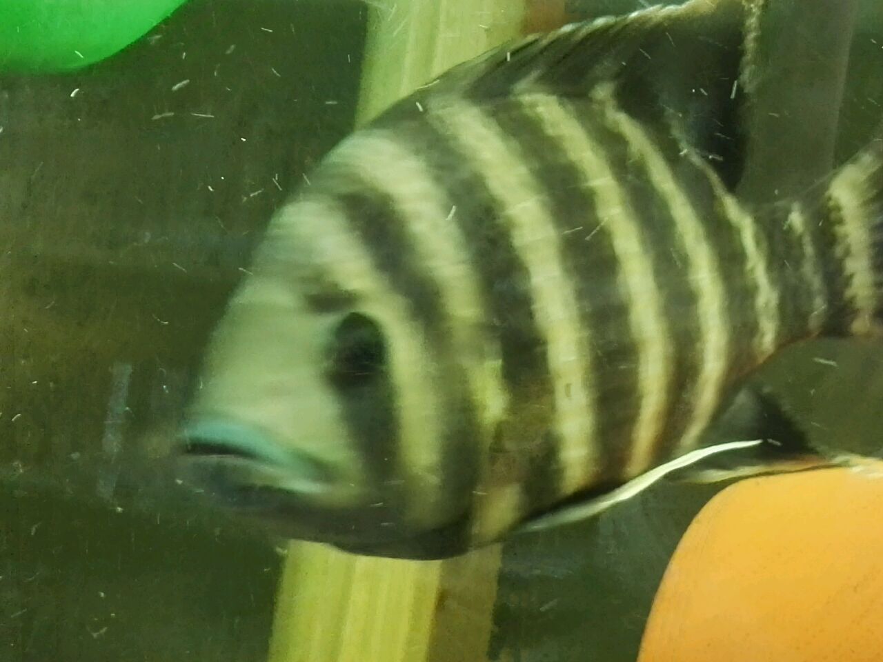 一条不开心的鱼