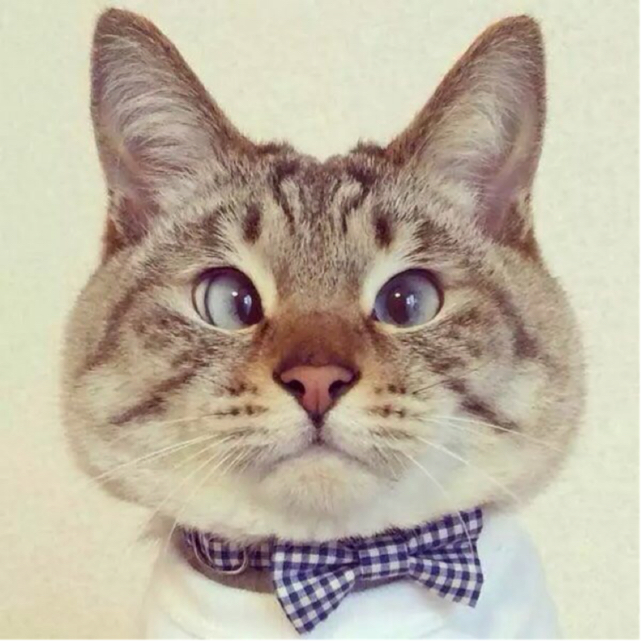 阿凡提和小毛驴