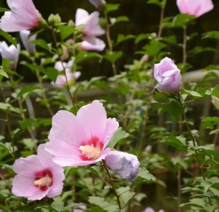 月亮是我啃弯的663