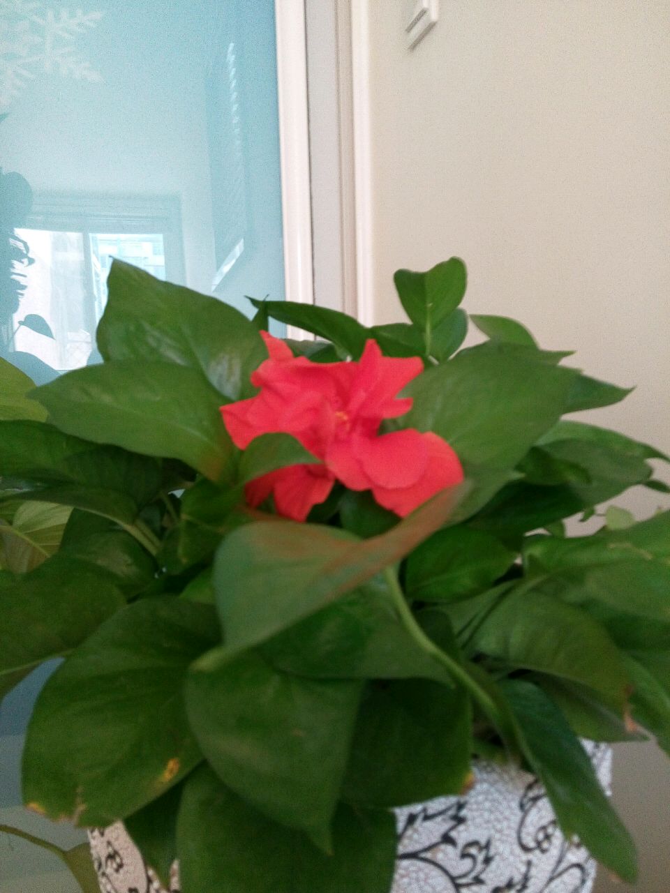 爱吃大蒜的兔爷