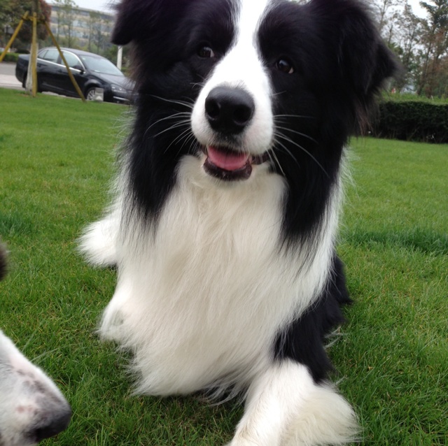 爱吃粗粮米饭的船长缘可