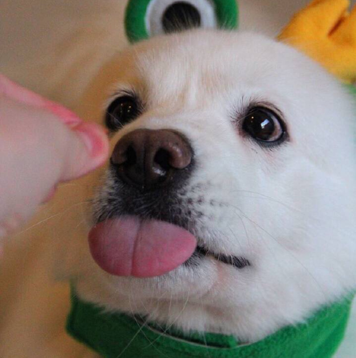 超级败家小娘们