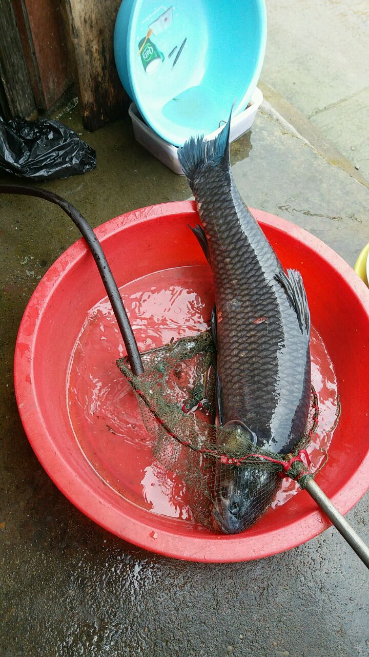 爱吃黑提果酱的特工