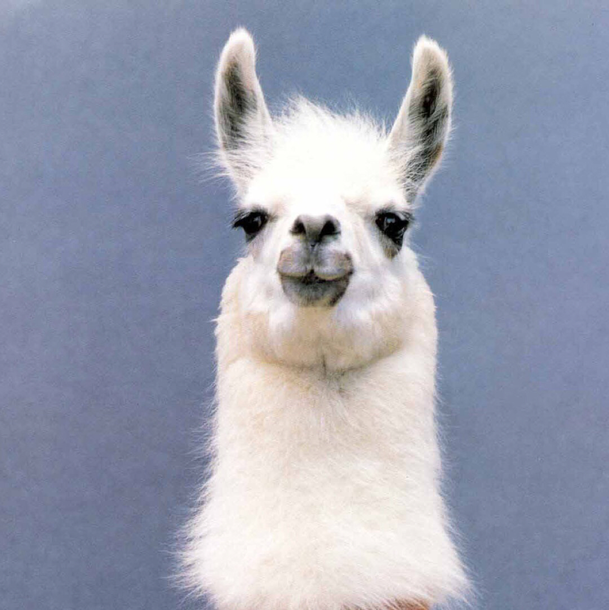 爱吃甜食的瑙瑙er