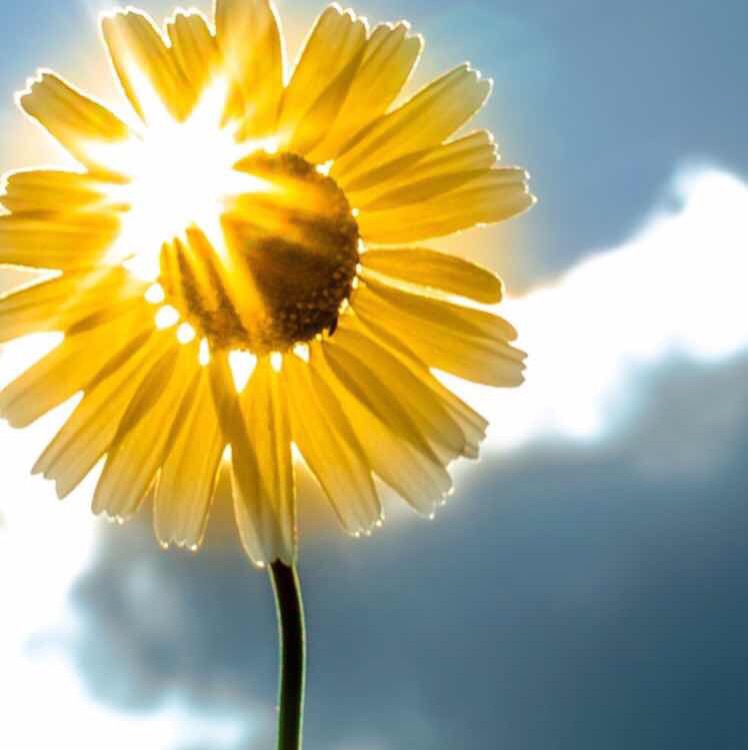 爱吃京葱爆虾的海霞