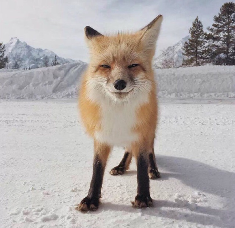 掩护好你的肾撤退