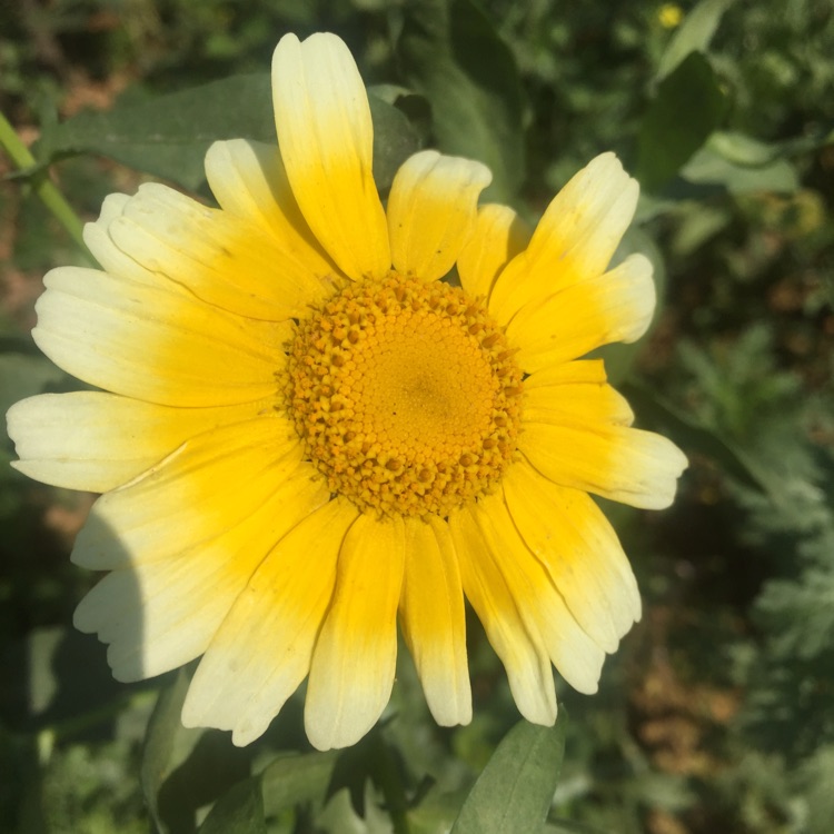 爱吃鸡胸肉的女孩