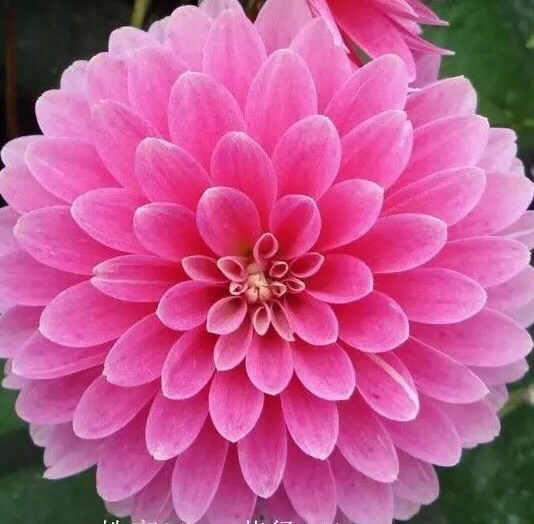 高尔夫绿色毒品