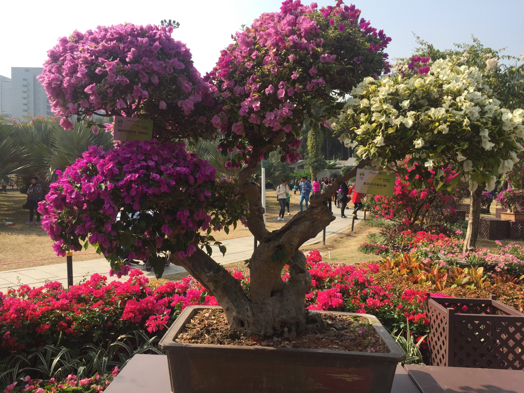 爱吃速冻水饺的银杏