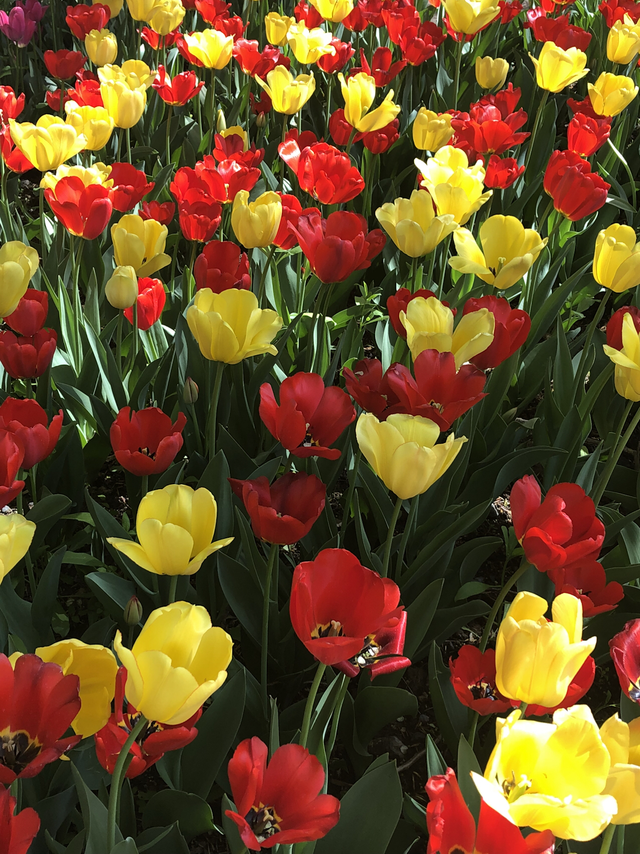 长樱路数钱的半夏