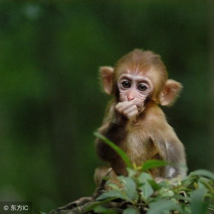 爱吃蜂蜜奶茶的法师