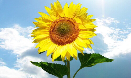 宝贝和盈宝贝洋洋