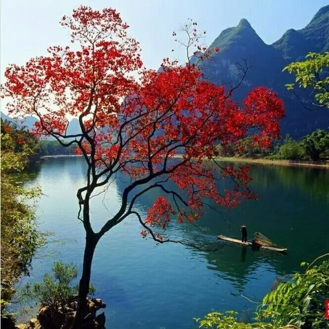 爱吃三丝鸡脯的处女座家f