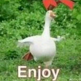 一只没有梦想的鸭子