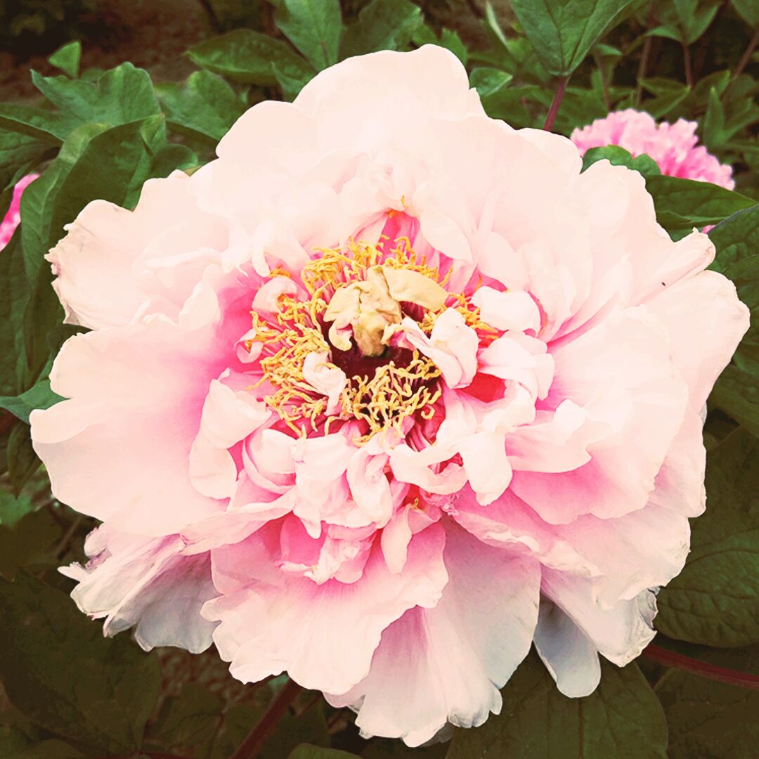 向日葵花像阳开i