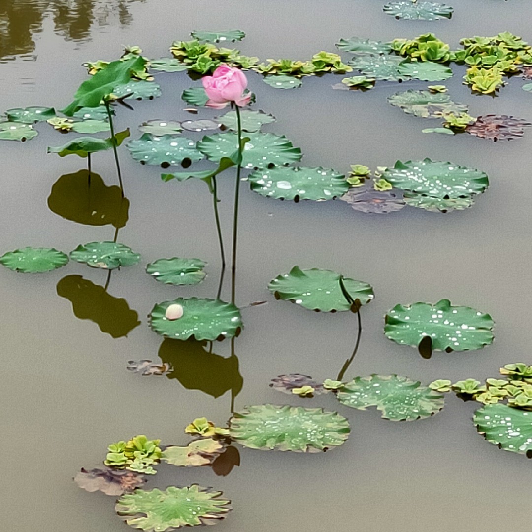 爱要及时没有如果
