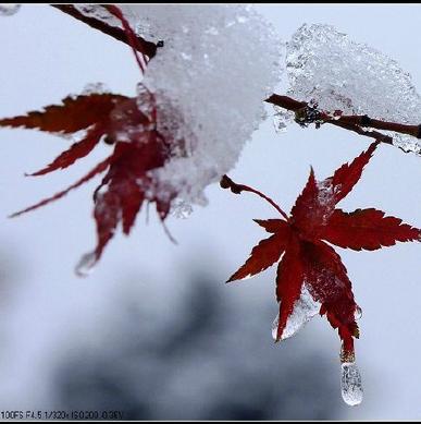 雪落寒枫_2601