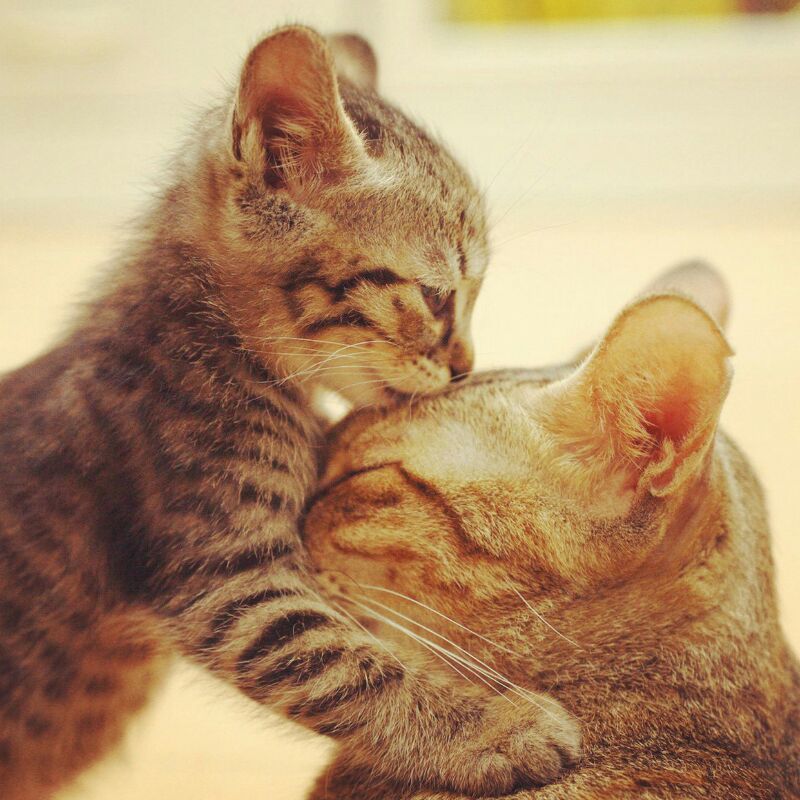 小春春不是春哥