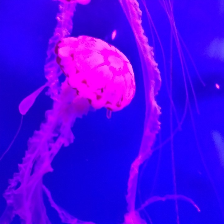 爱吃肉的铠宝贝