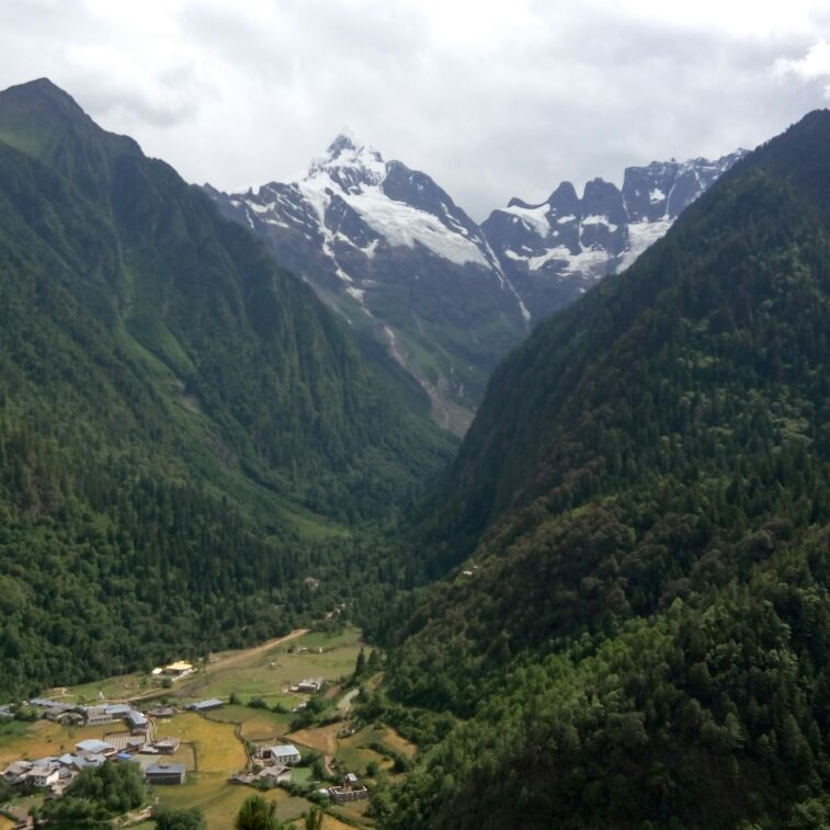 咖啡色的梨奔跑