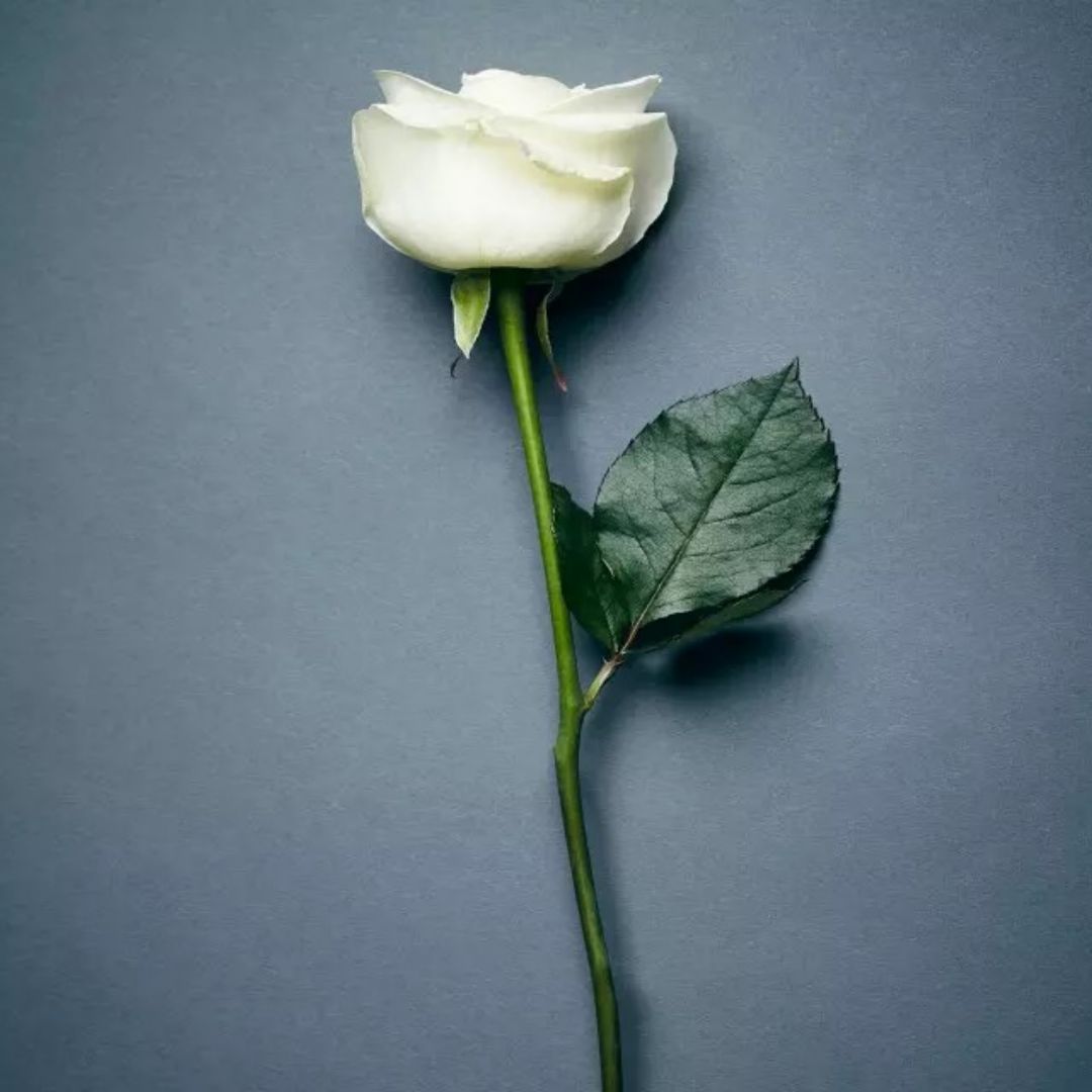 捡到一只王茜茜