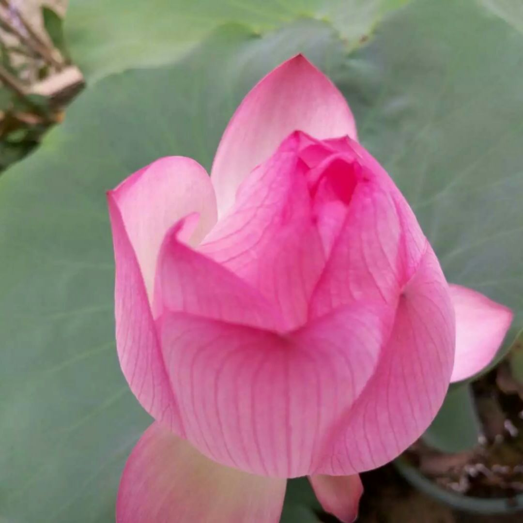 爱吃百宝蛋糕的黛西