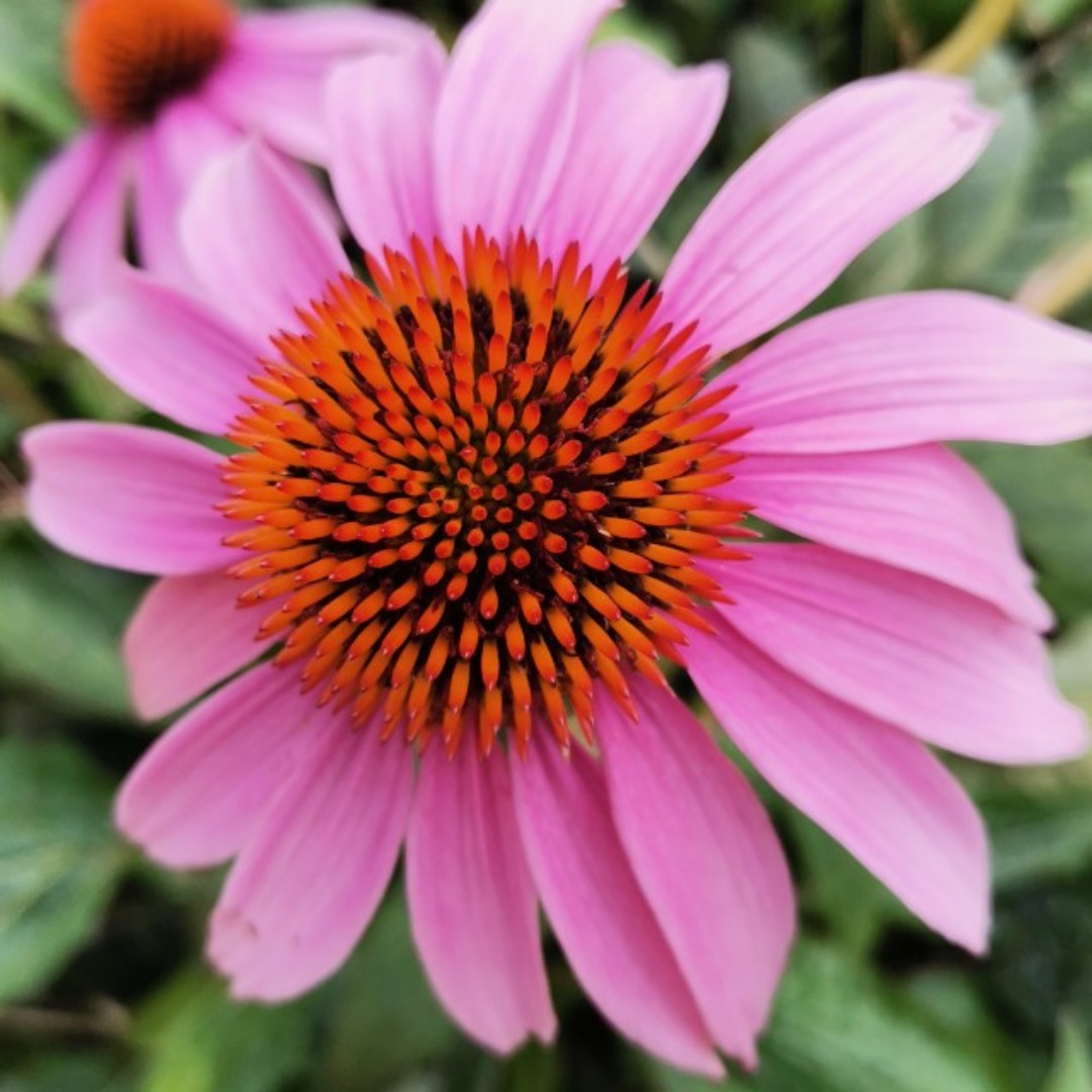 爱吃虾皮水饺的路人甲39