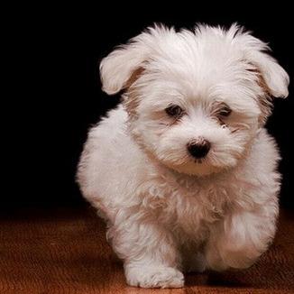 爱吃糖心醋蛋的多多小男