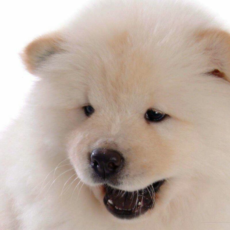 开朗的大可爱70