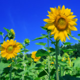 衣香依人高级定制